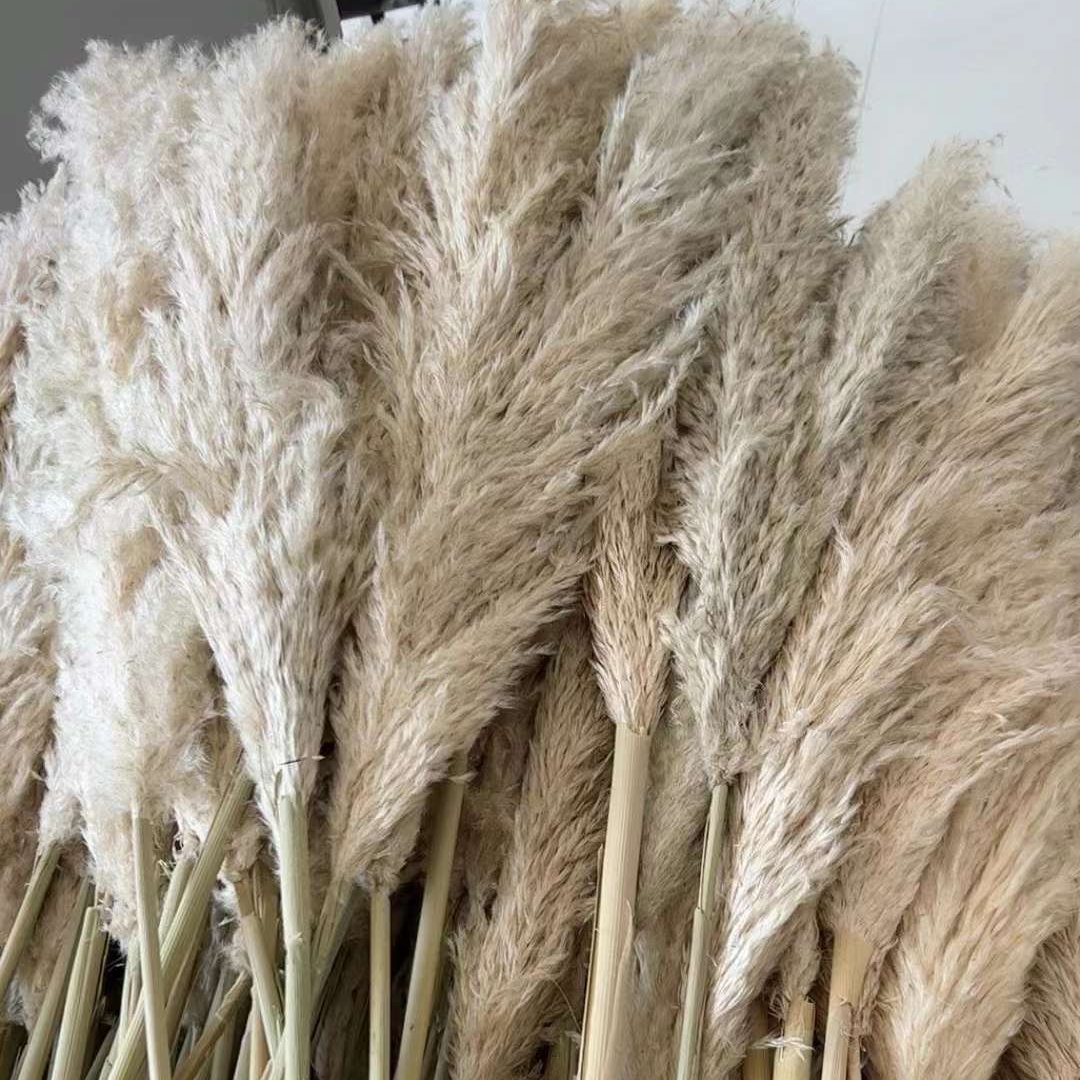 2023 Hot selling BOHO Wedding Large Plume Beige Natural Real Fluffy Preserved Dried Pampas Grass For Home Decoration