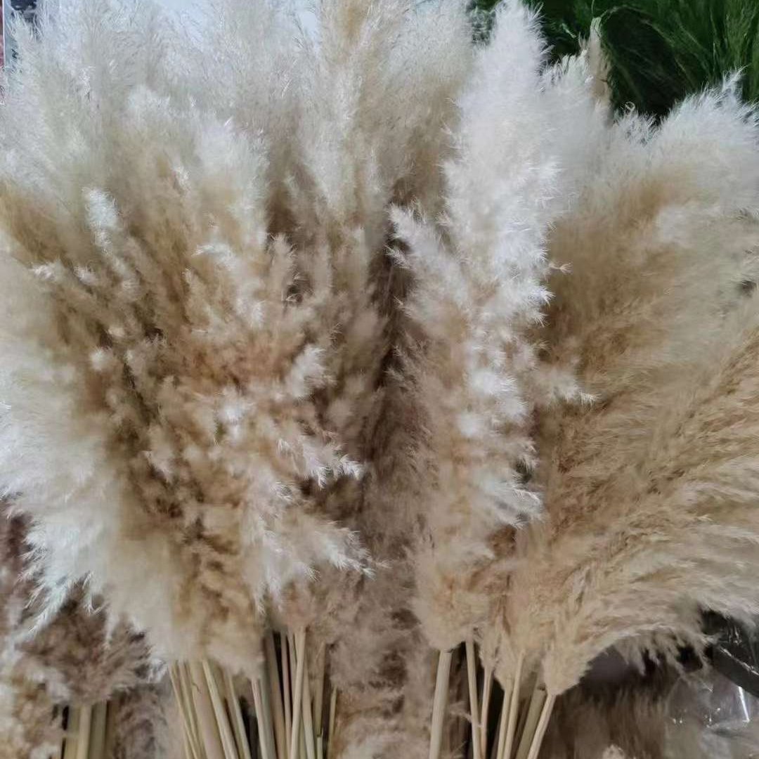 2023 Hot selling BOHO Wedding Large Plume Beige Natural Real Fluffy Preserved Dried Pampas Grass For Home Decoration