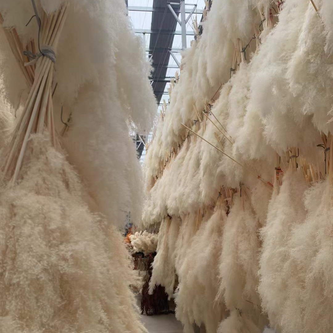 2023 Hot selling BOHO Wedding Large Plume Beige Natural Real Fluffy Preserved Dried Pampas Grass For Home Decoration
