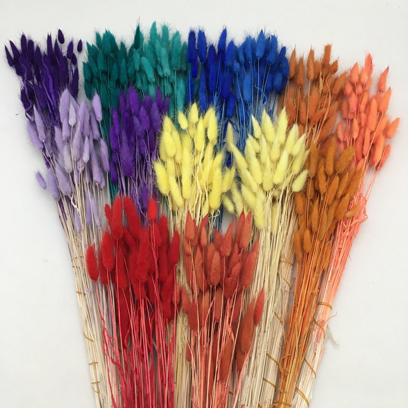 Dried Rabbit Grass Natural Lagurus Ovatus Lamb Tails Pampas Grass Dry Flowers Bunny Tails Grass For Decor