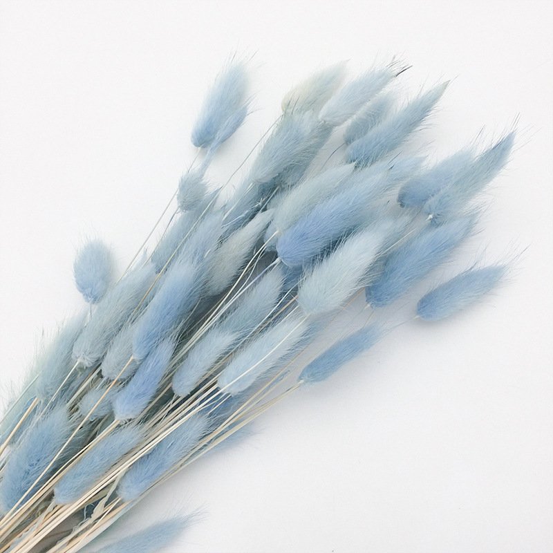 Dried Rabbit Grass Natural Lagurus Ovatus Lamb Tails Pampas Grass Dry Flowers Bunny Tails Grass For Decor