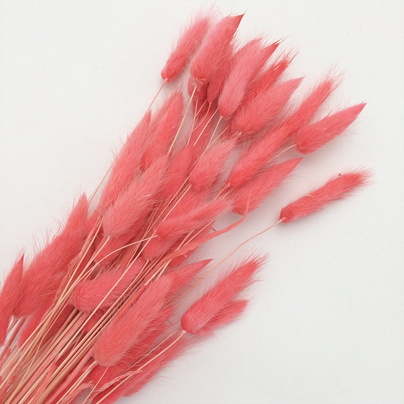 Dried Rabbit Grass Natural Lagurus Ovatus Lamb Tails Pampas Grass Dry Flowers Bunny Tails Grass For Decor