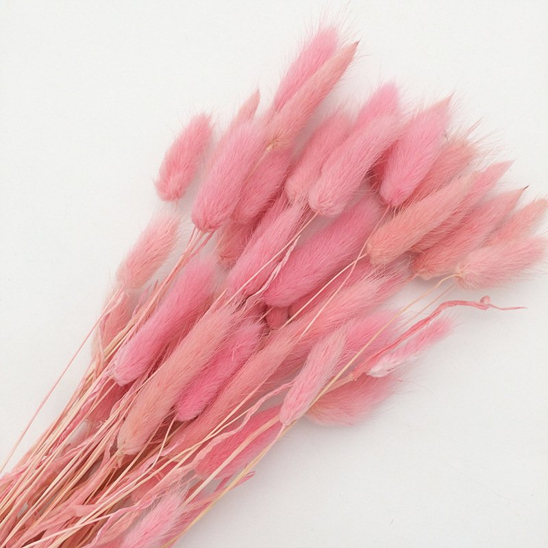 Dried Rabbit Grass Natural Lagurus Ovatus Lamb Tails Pampas Grass Dry Flowers Bunny Tails Grass For Decor
