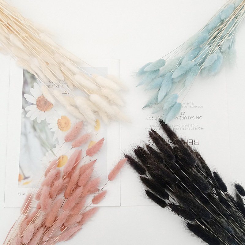 Dried Rabbit Grass Natural Lagurus Ovatus Lamb Tails Pampas Grass Dry Flowers Bunny Tails Grass For Decor