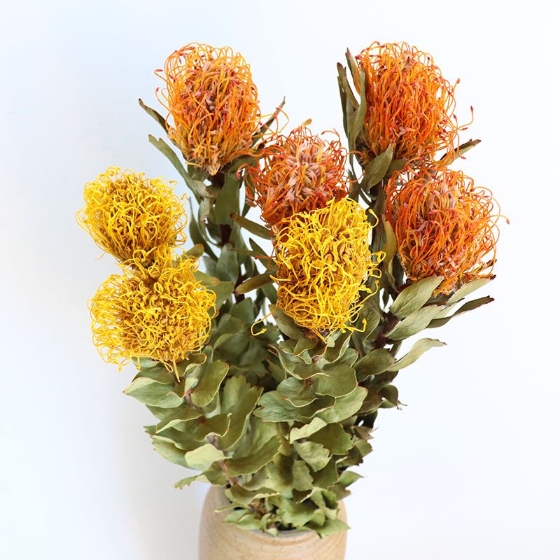 Wholesale Natural Dried Flowers Floral Design Graduation Halloween Including Chrysanthemum Protea Cordifolium Pincushions