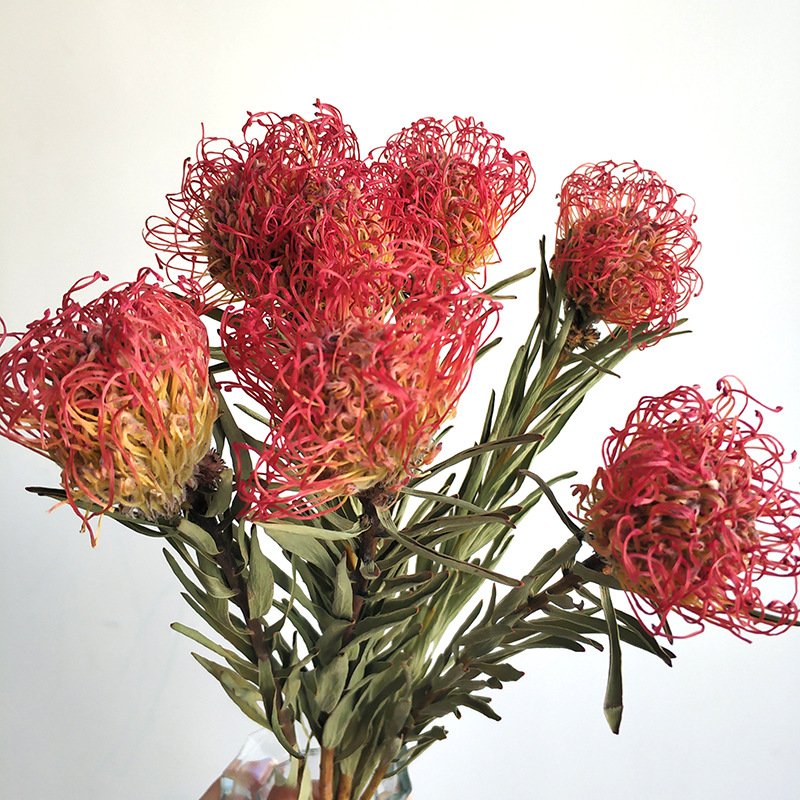 Wholesale Natural Dried Flowers Floral Design Graduation Halloween Including Chrysanthemum Protea Cordifolium Pincushions