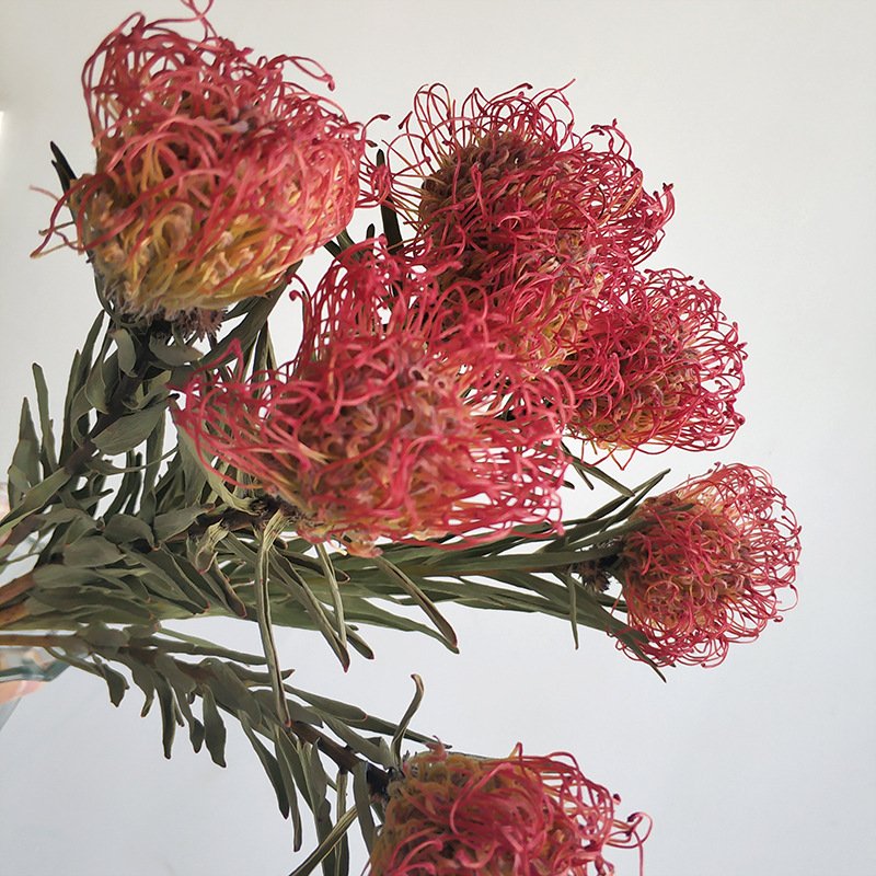 Wholesale Natural Dried Flowers Floral Design Graduation Halloween Including Chrysanthemum Protea Cordifolium Pincushions