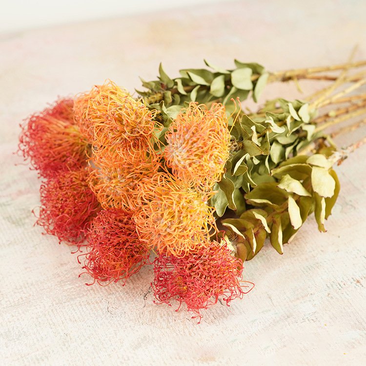 Wholesale Natural Dried Flowers Floral Design Graduation Halloween Including Chrysanthemum Protea Cordifolium Pincushions