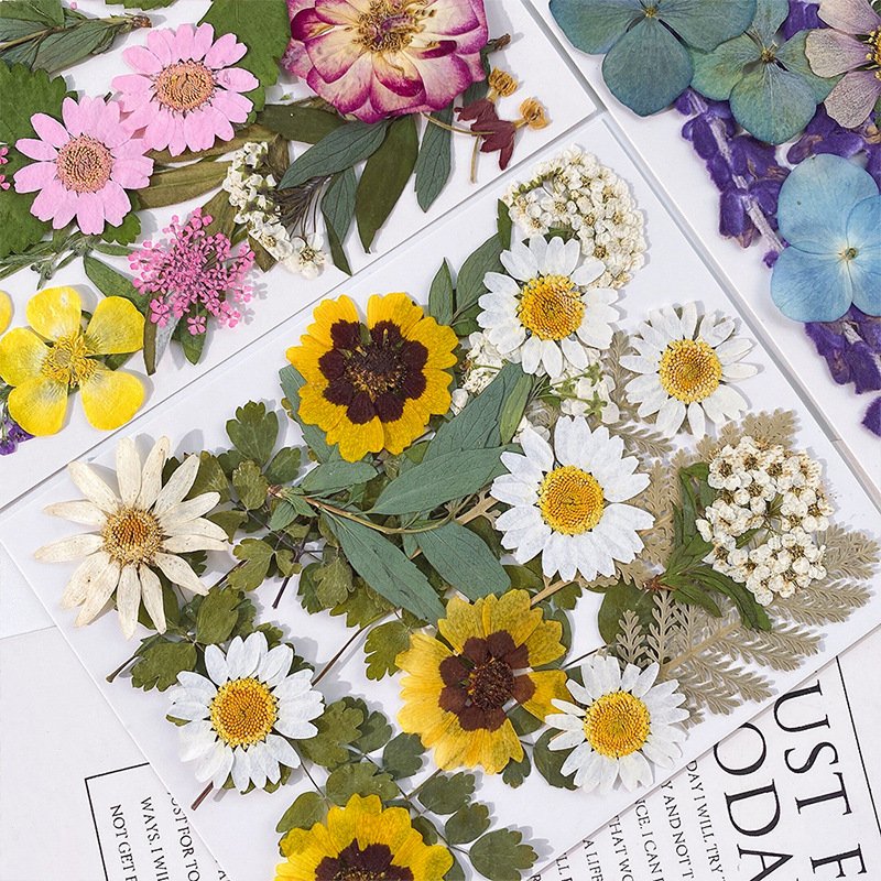 Early Riser Wholesale 20PCS dried flower press mixed DIY dehydrated natural dried flower packaging resin makeup