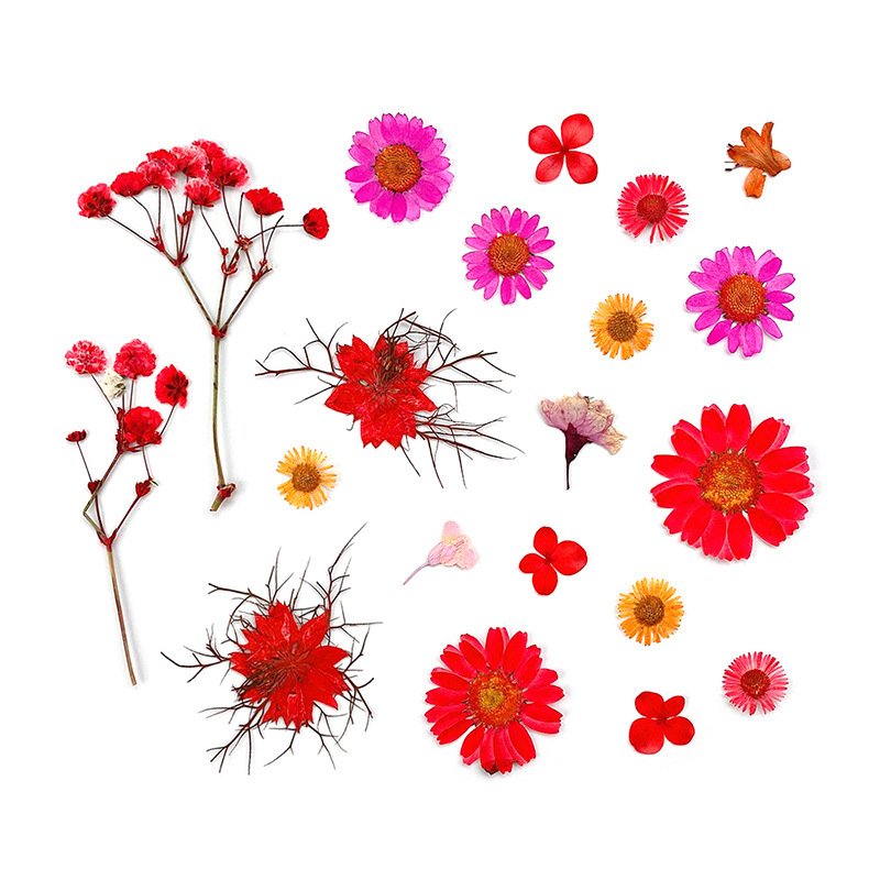 Early Riser Wholesale 20PCS dried flower press mixed DIY dehydrated natural dried flower packaging resin makeup