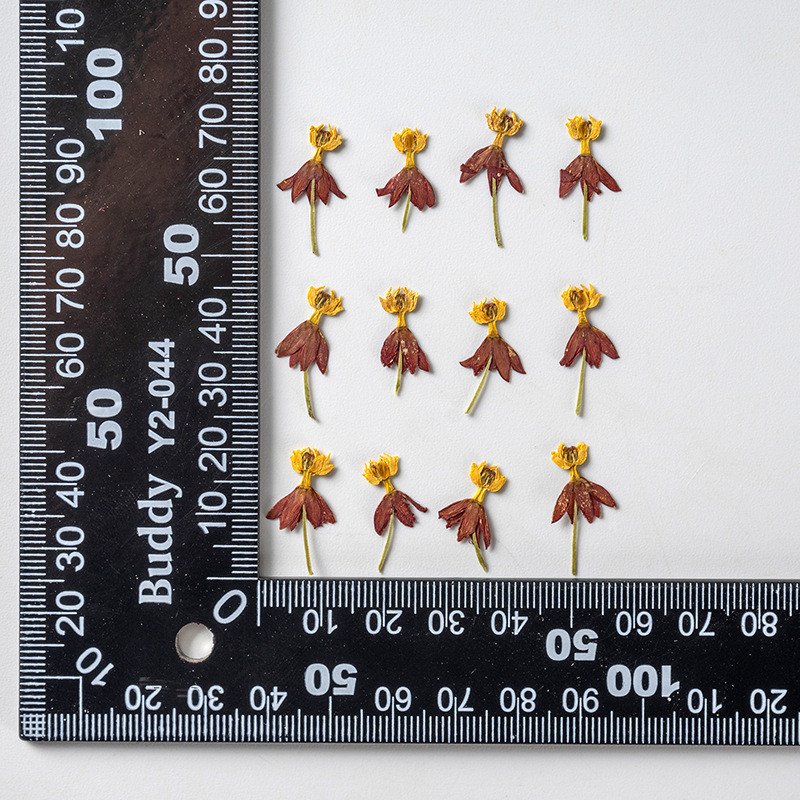 wholesale Dried flowers natural pressed flower plants for resin Art Phone Case Postcard candle making decoration