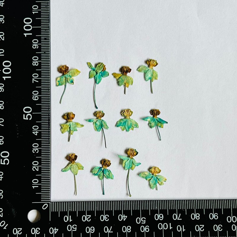 wholesale Dried flowers natural pressed flower plants for resin Art Phone Case Postcard candle making decoration