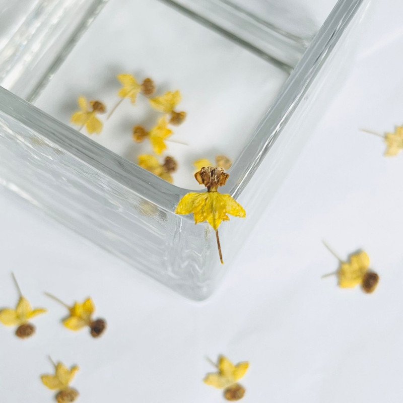 wholesale Dried flowers natural pressed flower plants for resin Art Phone Case Postcard candle making decoration