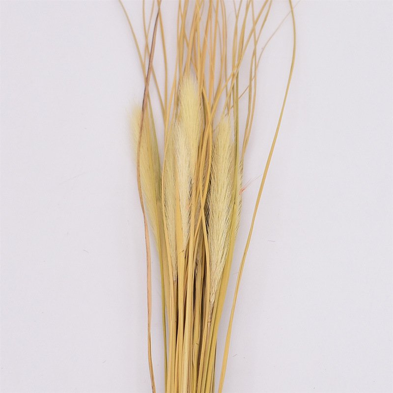 Dried natural Chinese pennisetum grass, wolf tails cat tails feather grass, bunny tails pampas grass, floral arrangement