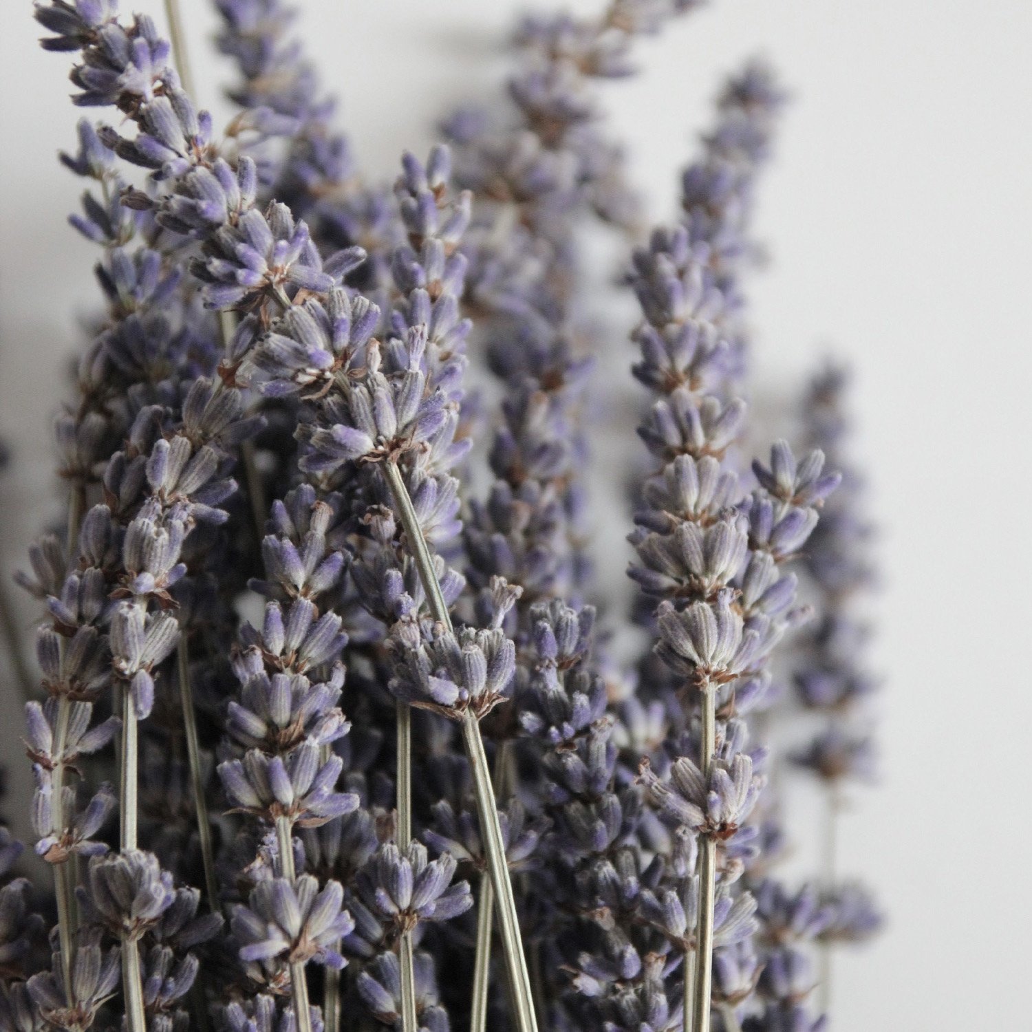 Multi-Purpose Natural Aroma Dried Flower Lavender Fresh Dry Artificial Flower