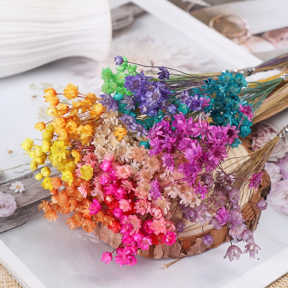 Ins Popular Dried Flowers Natural Daisy Mini Star Flower for decoration