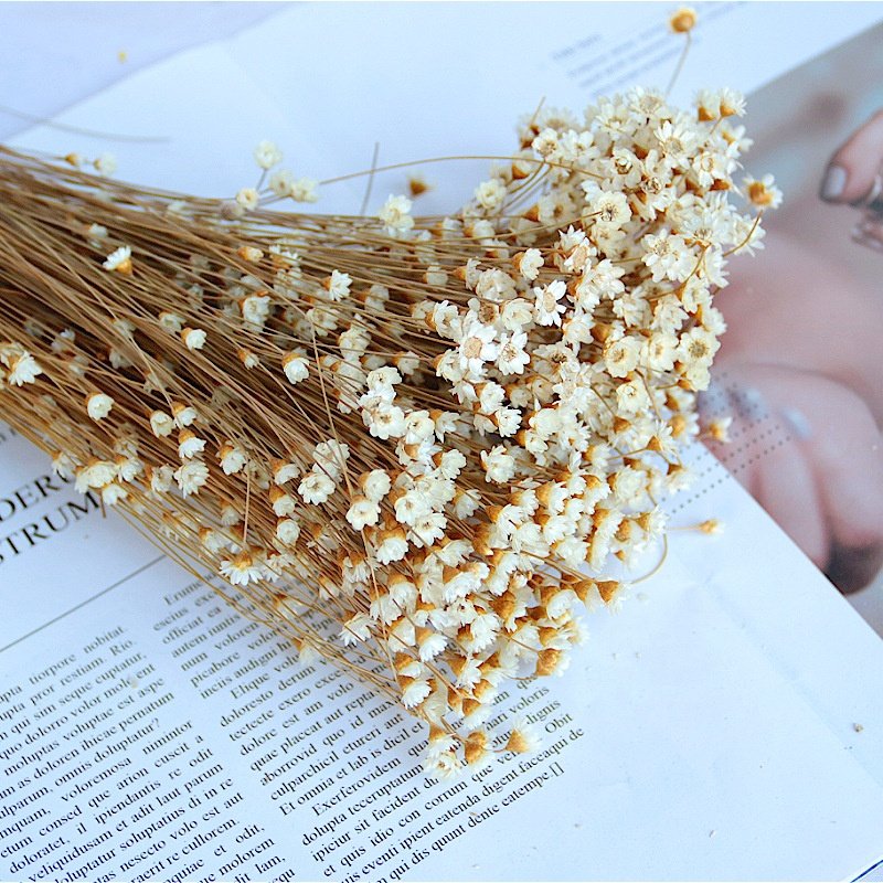 Ins Popular Dried Flowers Natural Daisy Mini Star Flower for decoration