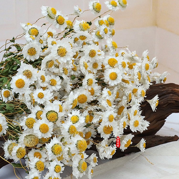 Ins Popular Dried Flowers Natural Daisy Mini Star Flower for decoration