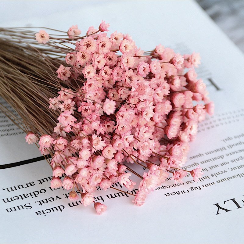 Ins Popular Dried Flowers Natural Daisy Mini Star Flower for decoration