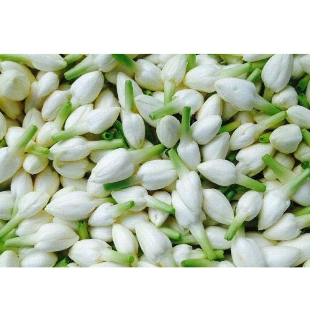 Natural Jasminum Sambac Dried Jasmine Bud Elegant Decorative Flower