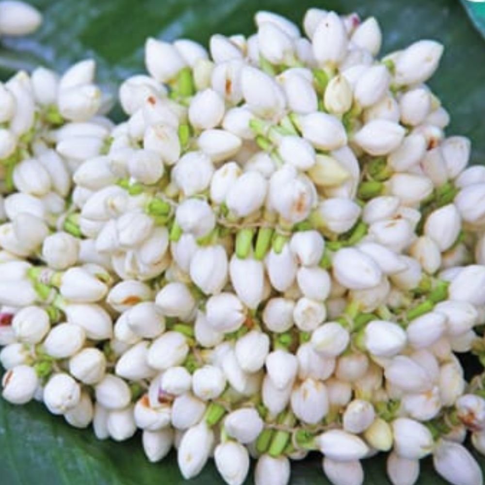 Natural Jasminum Sambac Dried Jasmine Bud Elegant Decorative Flower