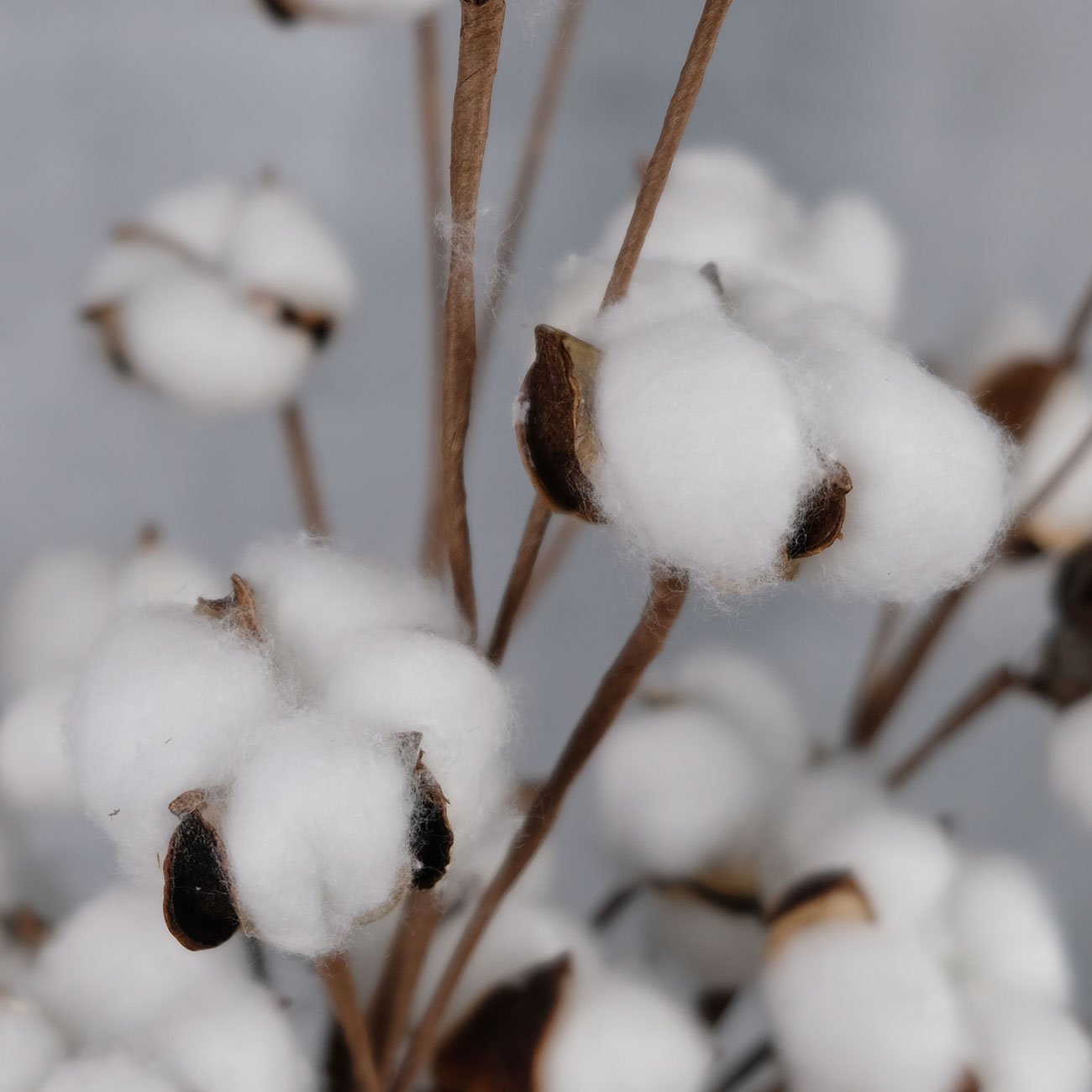 Faux Cotton Flowers Dried Cotton Picks Artificial Cotton Floral Stems Decorations for Home Decor