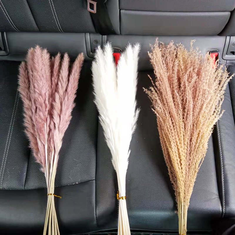 43CM White Color Natural Dried 17inch Tall Pampas Grass Decor Fluffy Dried Flowers