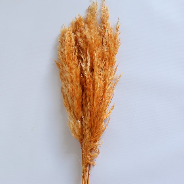 natural short pampas grass dried pampas grass arrangement for wedding home decor