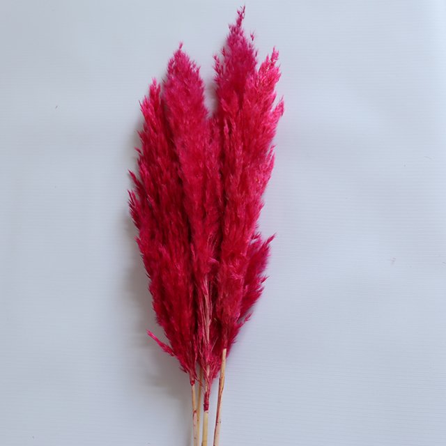 natural short pampas grass dried pampas grass arrangement for wedding home decor