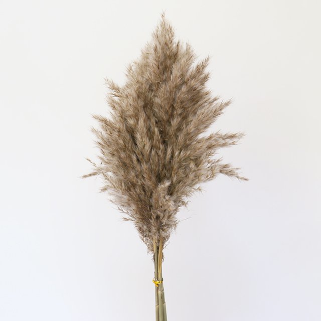 natural short pampas grass dried pampas grass arrangement for wedding home decor