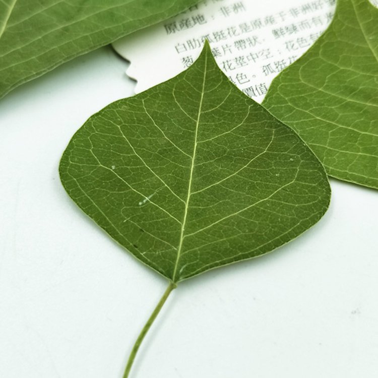 I639 Leaf Plant Specimens Epoxy Handicrafts Decoration Natural Dried Pressed Real Leaves and Flowers