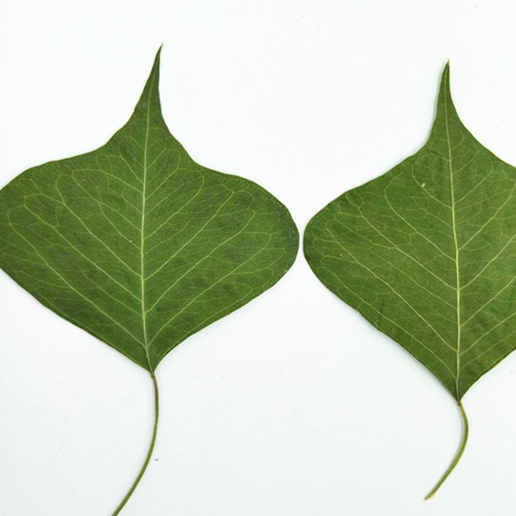 I639 Leaf Plant Specimens Epoxy Handicrafts Decoration Natural Dried Pressed Real Leaves and Flowers
