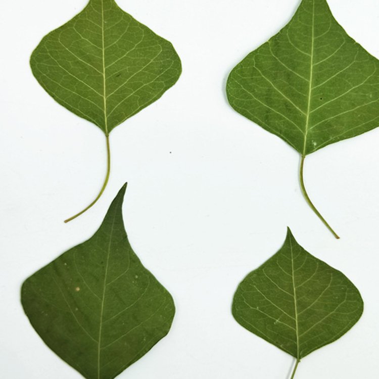 I639 Leaf Plant Specimens Epoxy Handicrafts Decoration Natural Dried Pressed Real Leaves and Flowers