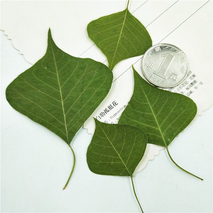 I639 Leaf Plant Specimens Epoxy Handicrafts Decoration Natural Dried Pressed Real Leaves and Flowers