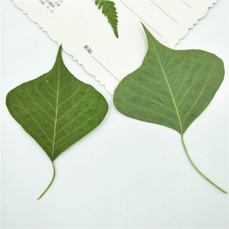 I639 Leaf Plant Specimens Epoxy Handicrafts Decoration Natural Dried Pressed Real Leaves and Flowers