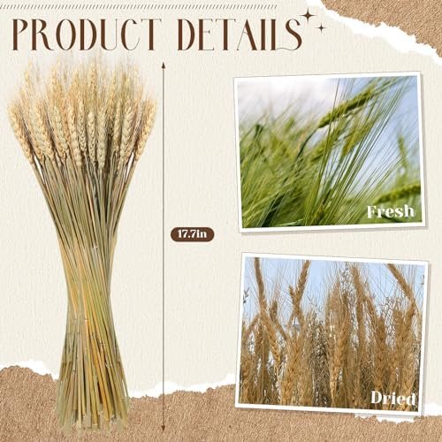 600 Stems Dried Wheat Sheaves Natural Wheat Stalks Bundle Fall Arrangement Artificial Flowers Arrangement Farmhouse for DIY Wedd