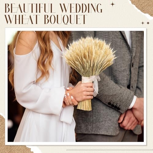 600 Stems Dried Wheat Sheaves Natural Wheat Stalks Bundle Fall Arrangement Artificial Flowers Arrangement Farmhouse for DIY Wedd