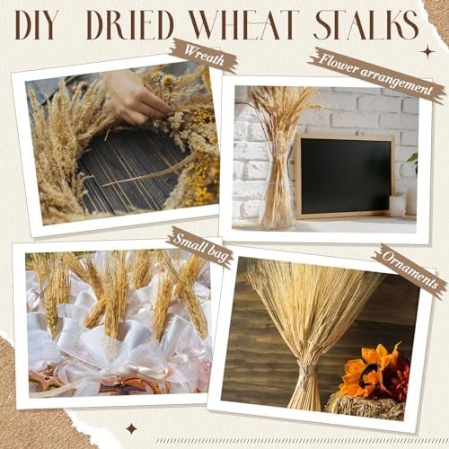 600 Stems Dried Wheat Sheaves Natural Wheat Stalks Bundle Fall Arrangement Artificial Flowers Arrangement Farmhouse for DIY Wedd