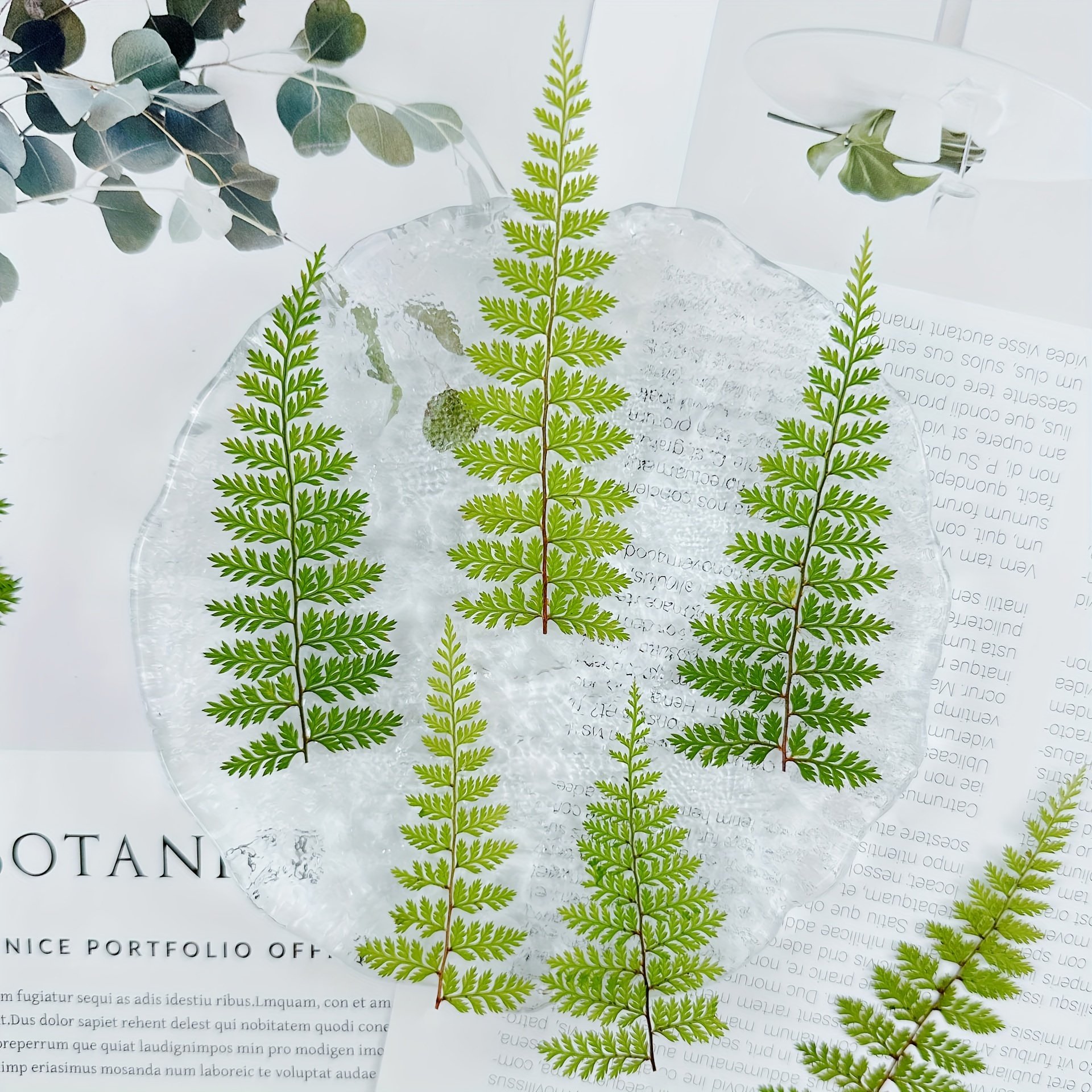 Green Dried Pressed Ferns for DIY Wax Seal Stamps Glue Droplets For Decorations Bookmarks Greeting Cards Dried Flower Paintings