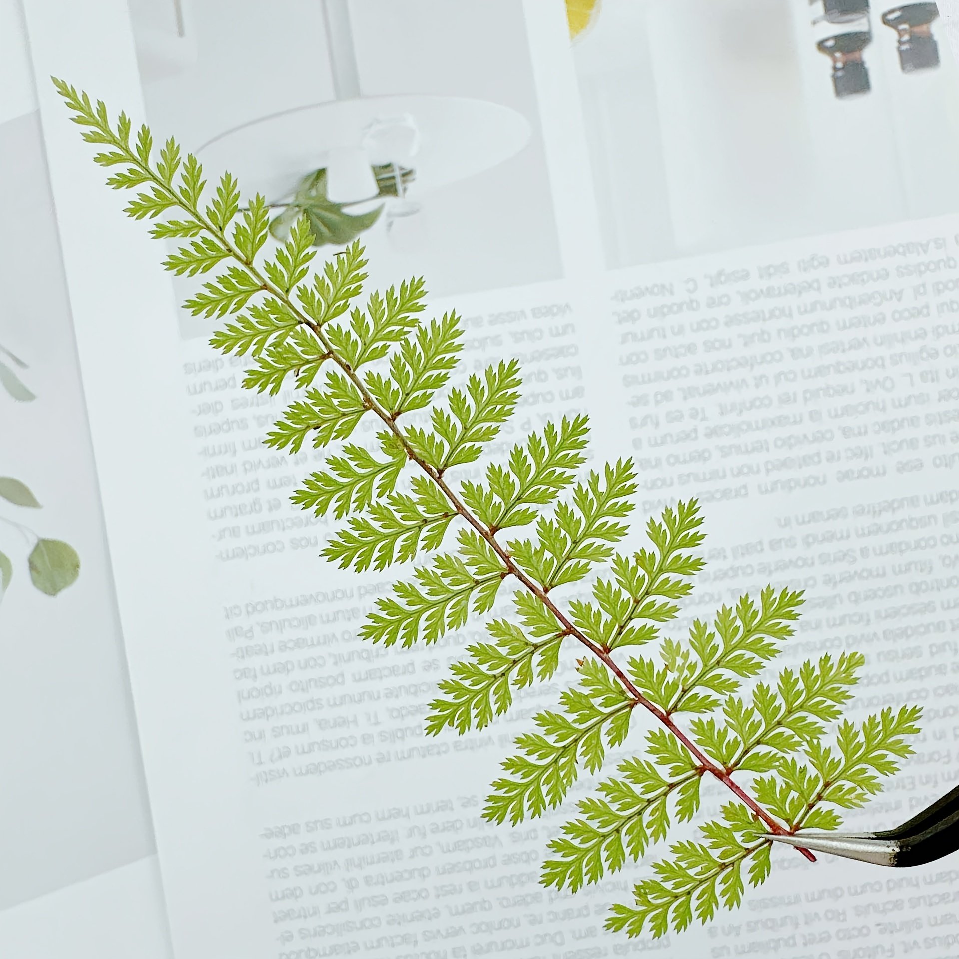 Green Dried Pressed Ferns for DIY Wax Seal Stamps Glue Droplets For Decorations Bookmarks Greeting Cards Dried Flower Paintings