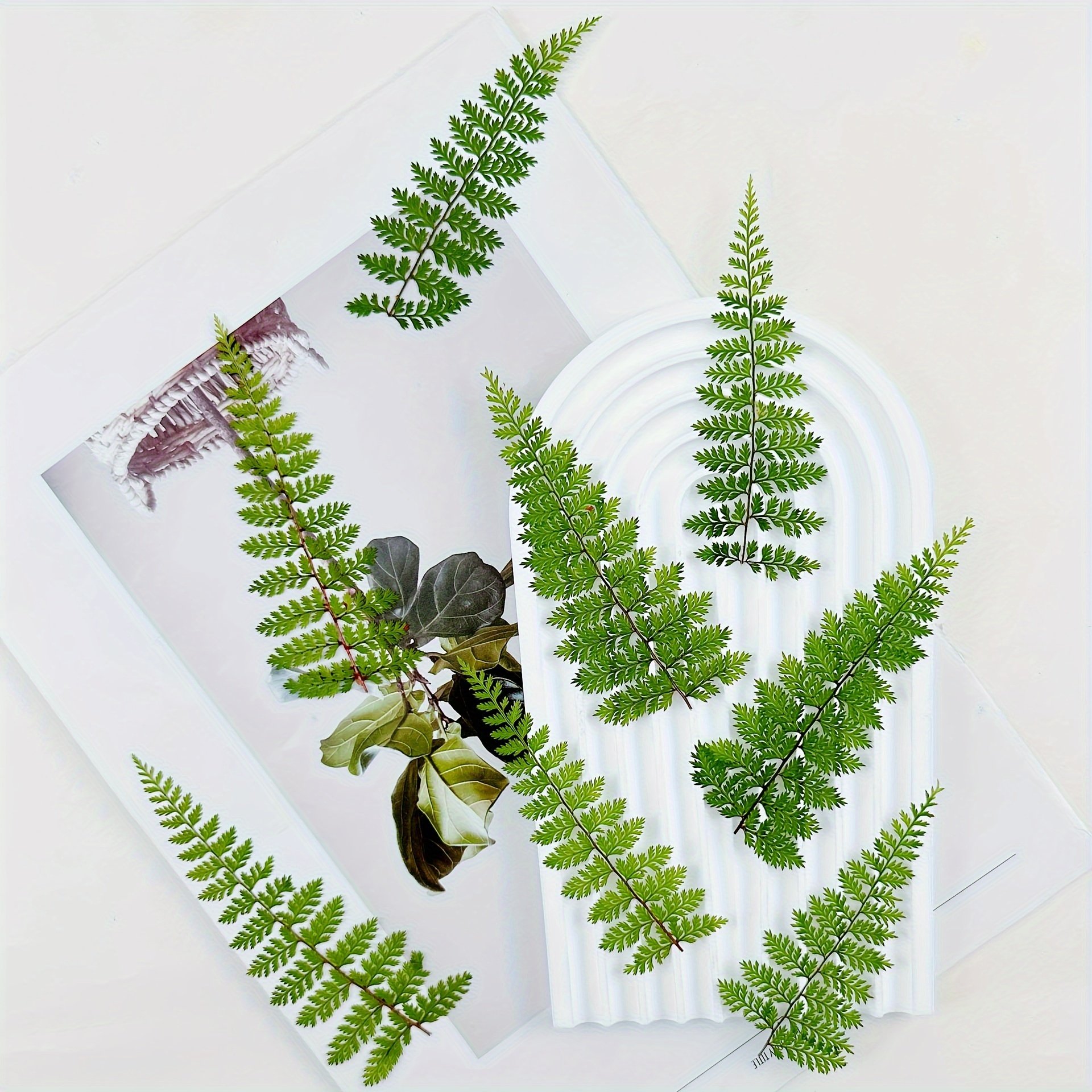 Green Dried Pressed Ferns for DIY Wax Seal Stamps Glue Droplets For Decorations Bookmarks Greeting Cards Dried Flower Paintings
