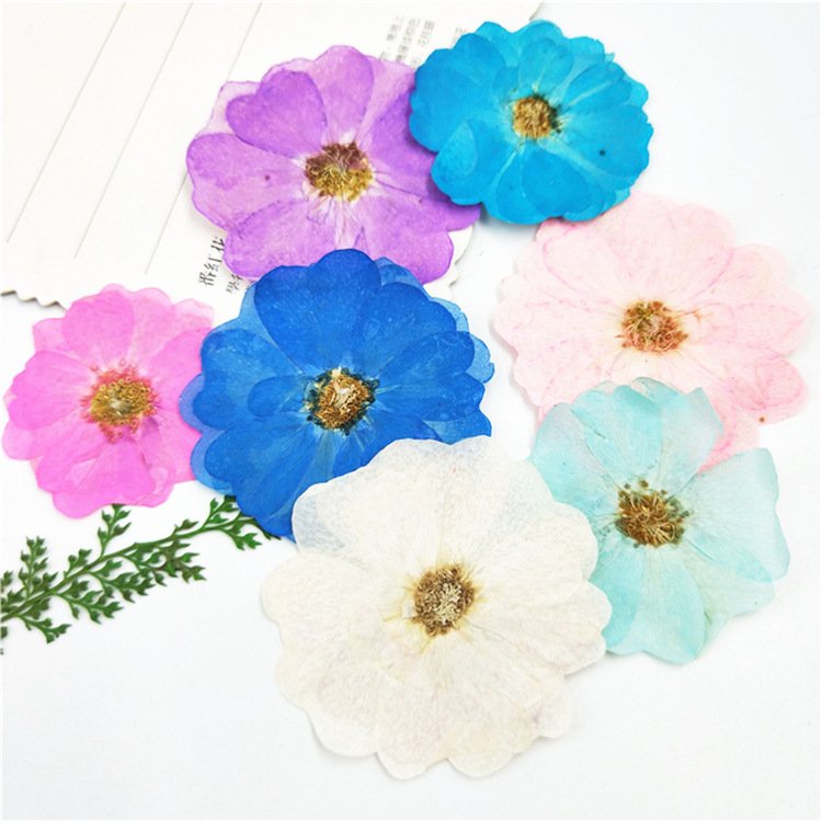 Chinese Rose Dry Real Flowers Bouquet Preserved Rose Dried Flowers Rosa Chinensis