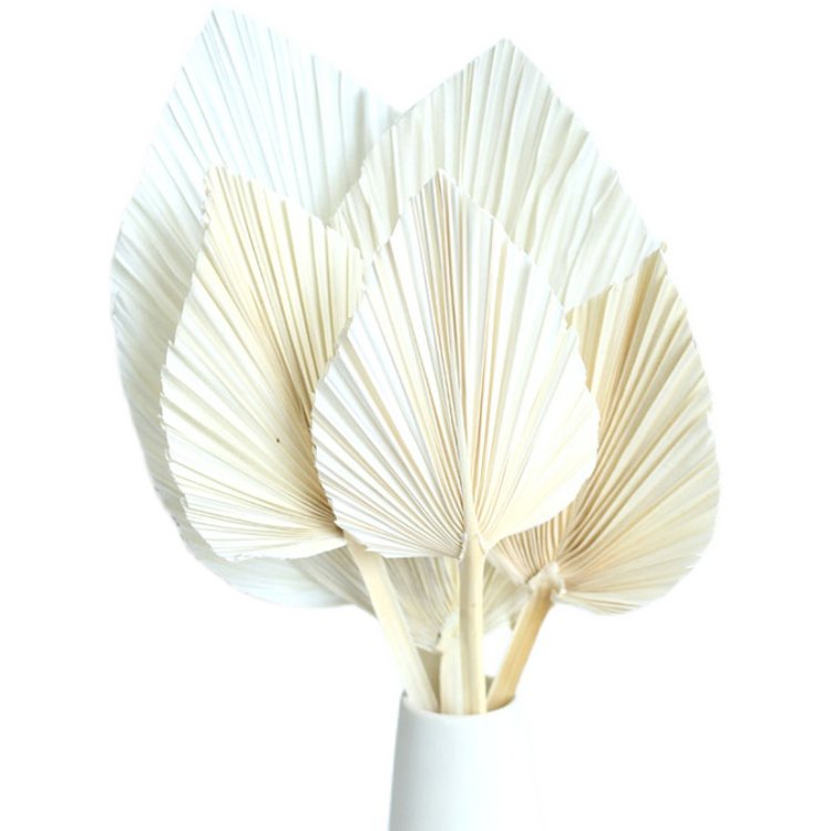 most popular natural preserved palm springs for wedding decor & dried palm leaves for home Decor