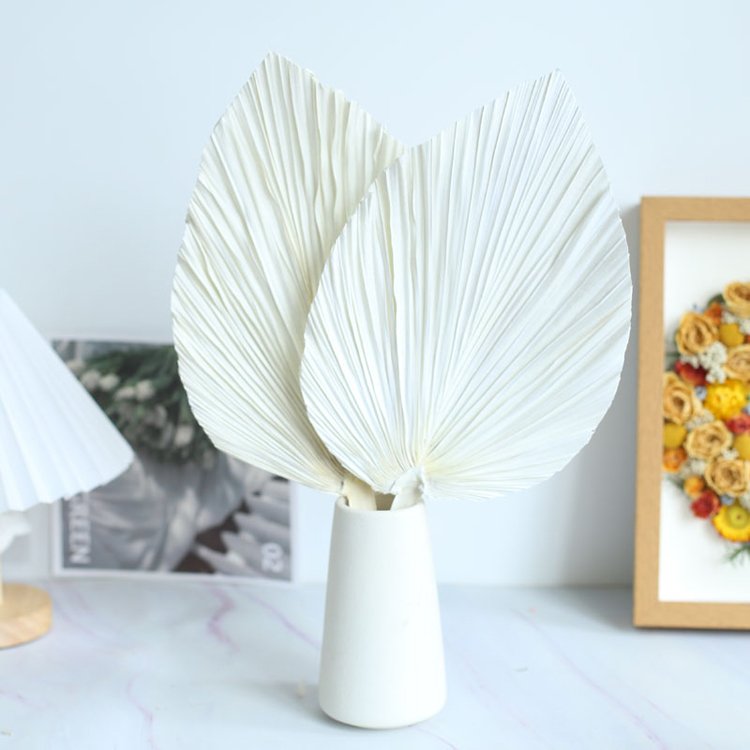 most popular natural preserved palm springs for wedding decor & dried palm leaves for home Decor