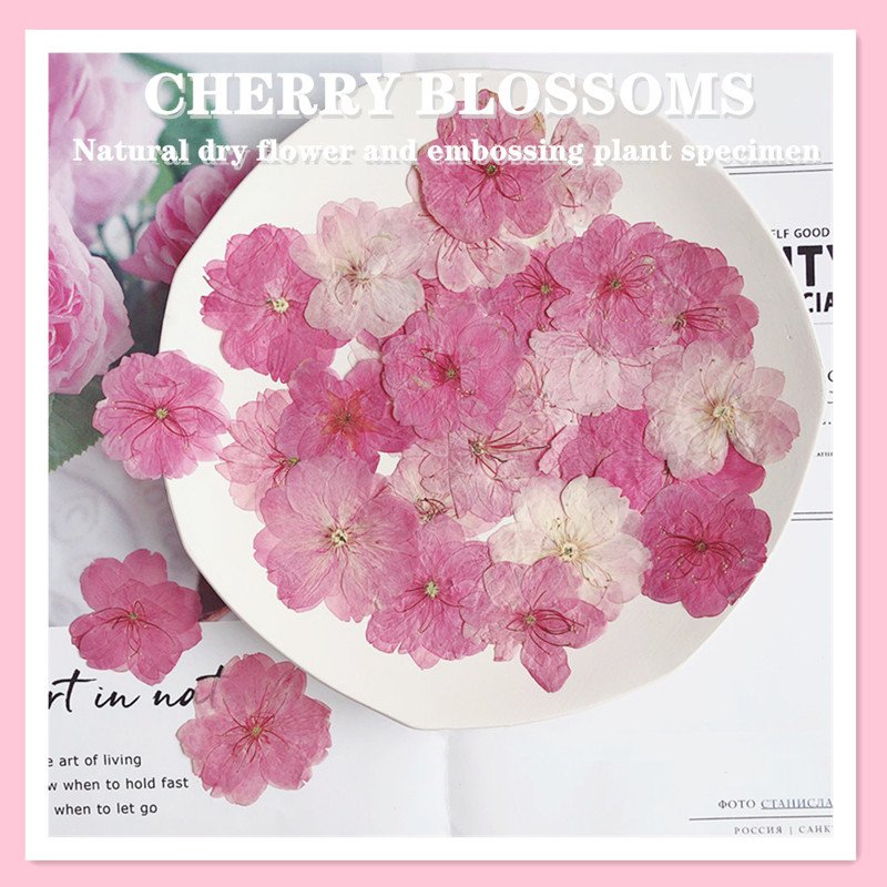 MNR1935 wholesale dried cherry pressed flowers