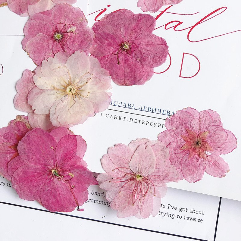 MNR1935 wholesale dried cherry pressed flowers