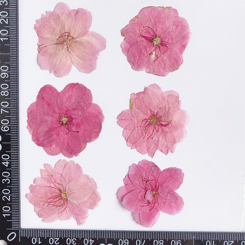 MNR1935 wholesale dried cherry pressed flowers