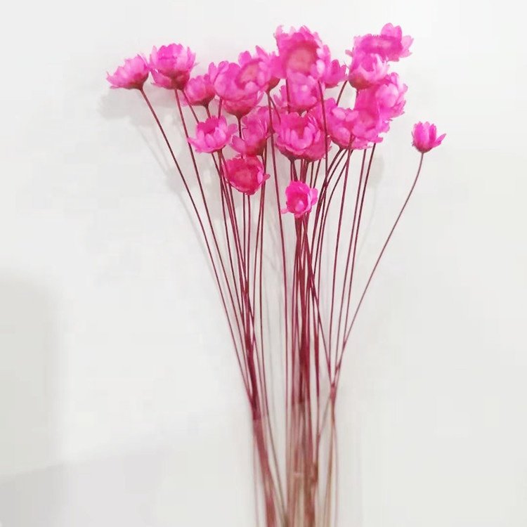 Real Touch Dried Brazilian Star Flowers for Wedding Flower Arrangement