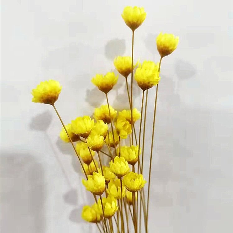 Real Touch Dried Brazilian Star Flowers for Wedding Flower Arrangement