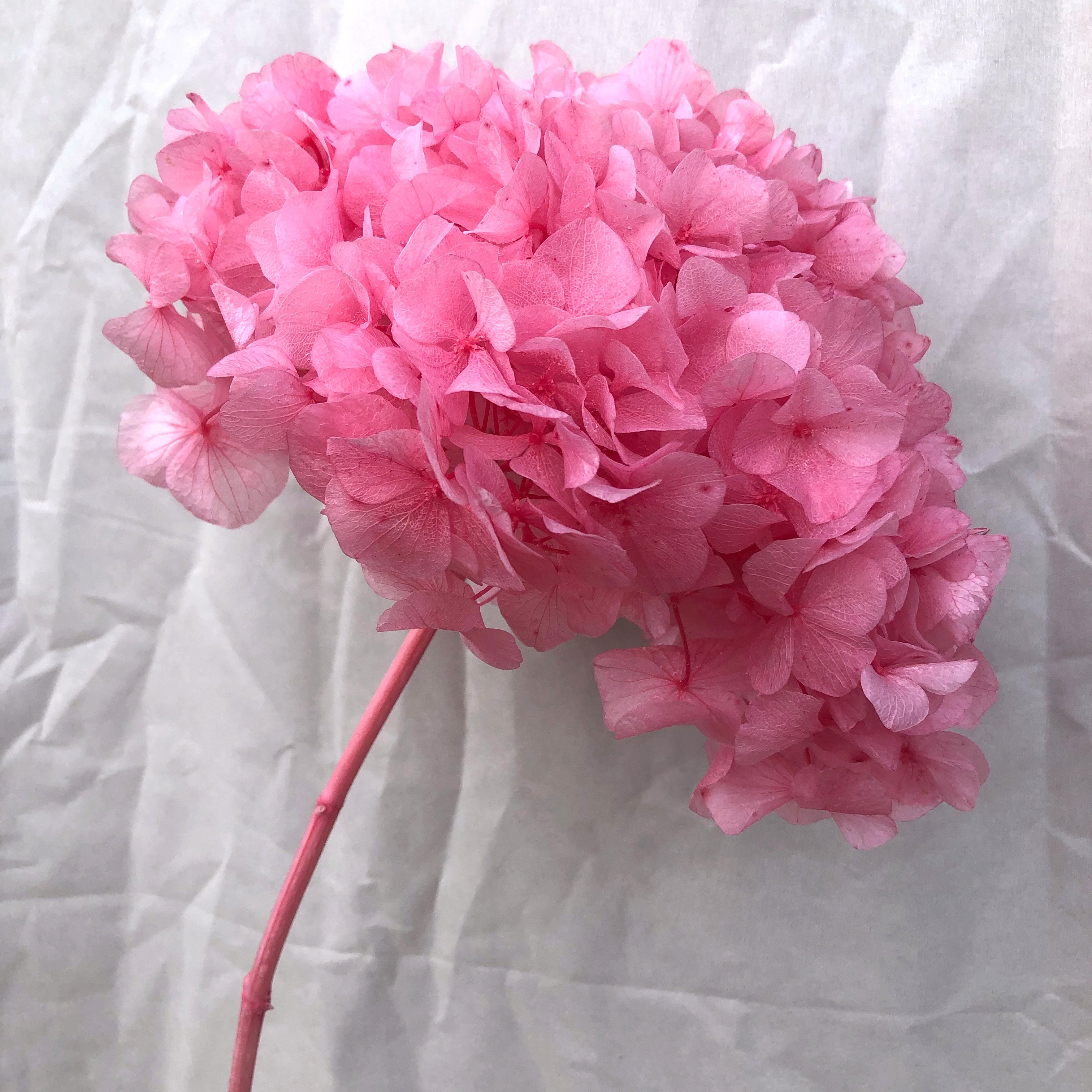 Wholesale Large leaf hydrangea High quality real touch orange pink hydrangea Decoration for wedding hydrangea flowers